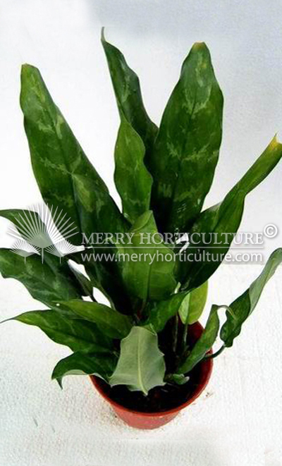 Aglaonema Malay beauty